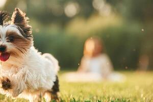 Close up portrait of cute ,dog, that is running on the green field, little girl is at background, blurred photo
