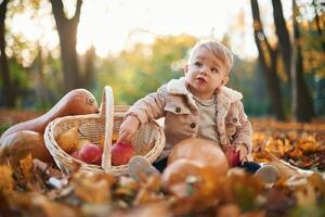 With basket of, apples and pears. Little boy is sitting in the autumn park with butternut squash photo
