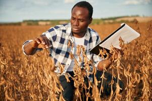Notepad with ,documents in hands,, checking wheat. Beautiful African American man is in the agricultural field photo
