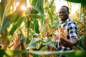 Sunlight is going through the leaves. .Young black man is standing in the cornfield at daytime photo