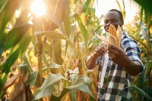 Sunlight, is going, through the leaves. Young black man is standing in the cornfield at daytime photo
