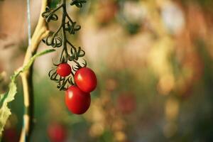 Fresh vegetables. Close up ,view of tomatoes on the farm photo