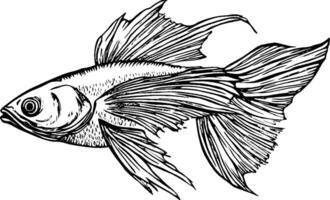 A detailed illustration of a goldfish with flowing fins and a rounded body, showcasing intricate line work and shading. vector