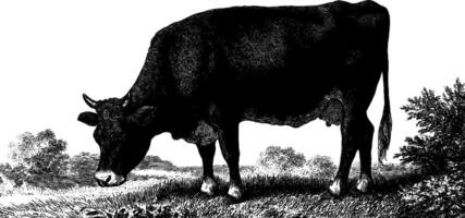 Engraved illustration of a cow in pasture with bold black lines for design and decor. vector