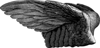 Vintage engraving of a detailed bird wing with intricate feather patterns. vector