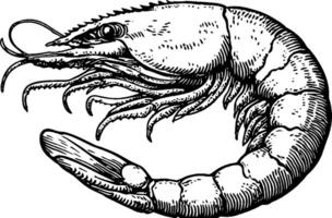 An intricately detailed illustration of a shrimp, showcasing its segmented body, long antennae, and distinct claws. The shrimp is depicted in a side view, emphasizing its anatomical features. vector