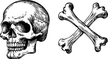 A detailed illustration of a human skull next to two crossed bones, often associated with danger or piracy. The skull is depicted in a side view, showcasing its features, while the bones are stylized and symmetrical. vector