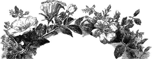 Engraved elegance. detailed illustration of botanical boutonniere with petals and leaves for artistic prints. vector