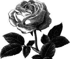 Engraved illustration of a blooming rose for artistic and design use. vector