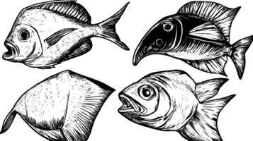A detailed illustration of four different fish species, showcasing their unique shapes and features. The fish are depicted in a black and white sketch style, emphasizing their scales and fins. vector