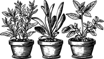 A vintage illustration of three potted plants, each in a clay pot. The plants vary in shape and size, showcasing different types of foliage. The style is detailed and reminiscent of botanical drawings. vector