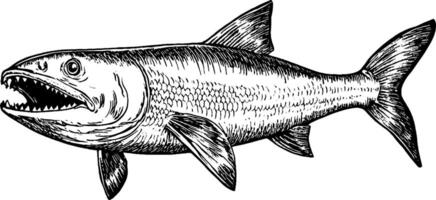 An illustration of a fish with sharp teeth and a streamlined body, showcasing detailed scales and fins, set against a plain background. vector