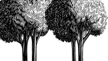 A detailed black and white illustration of two stylized trees with fluffy canopies and slender trunks, showcasing intricate line work and shading. vector