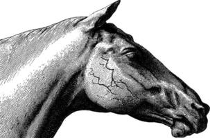 Vintage engraving of a horse head with detailed expression. vector