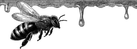 Intricate honeybee engraving with honeycomb dripping details for nature art and design. vector