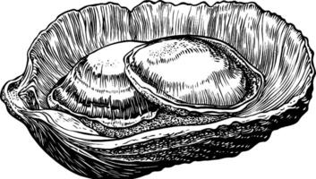 A detailed illustration of a scallop shell with two scallops inside, showcasing intricate textures and patterns. vector