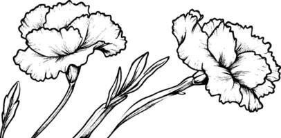 A detailed black and white illustration of two carnation flowers with leaves. The flowers are depicted in a realistic style, showcasing their layered petals and delicate structure. vector