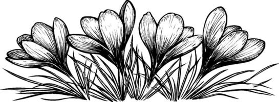 A detailed black and white illustration of crocus flowers blooming amidst grass. The flowers have elongated petals and are arranged in a cluster, showcasing their delicate structure. vector