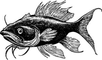 A detailed black and white illustration of a fish with prominent fins and whiskers, showcasing intricate line work and shading. vector