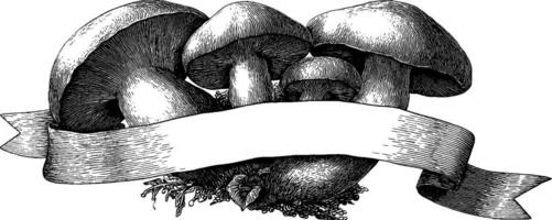 Whimsical engraved illustration of mushrooms with banner for design and decoration. vector