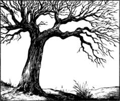 A detailed illustration of a leafless tree with gnarled branches, set against a plain background. The tree's texture and contours are emphasized, showcasing its rugged appearance. vector