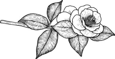 A detailed black and white illustration of a camellia flower with leaves and a stem, showcasing intricate line work and shading. vector