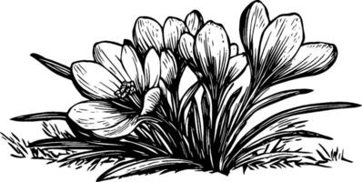 A detailed black and white illustration of a cluster of crocus flowers, showcasing their petals and leaves, set against a grassy background. vector