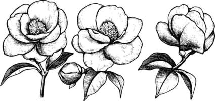 Three detailed illustrations of magnolia flowers with leaves, showcasing different angles and stages of bloom. vector