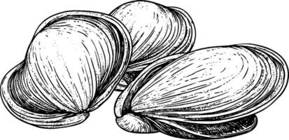 A detailed illustration of three clams, showcasing their smooth, oval shells with fine lines and textures. The clams are arranged closely together, emphasizing their natural shape and design. vector