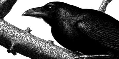Intricate raven engraving on tree branch art. vector