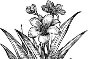 A detailed black and white illustration of flowers with long leaves, showcasing a prominent bloom and smaller blossoms in the background. vector