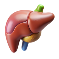 extraordinary coveted Ultra-detailed, isolated cutout, biomechanical liver with enhanced detoxification capabilities with Transparent Background png
