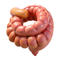 quintessential rustic Hyper-specific, photorealistic render of a biomechanical intestine segment with enhanced digestion capabilities, isolated cutout with Transparent Background 4K png