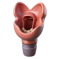 unparalleled nordic Isolated cutout, ultra-detailed, biomechanical larynx with enhanced vocalization capabilities with Transparent Background flawless png