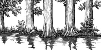 An illustration of tall trees with textured bark standing in shallow water, reflecting in the water's surface. Surrounding vegetation includes bushes and grass, creating a serene natural scene. vector