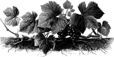 Botanical illustration of grapevine with leaves and grapes. vector