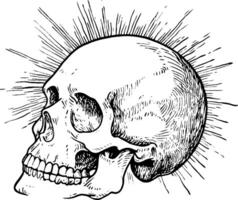A detailed illustration of a human skull in profile view, with rays of light radiating from behind it, giving a dramatic effect. vector