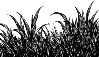A detailed illustration of tall grass with sharp, pointed blades, creating a textured appearance against a white background. vector