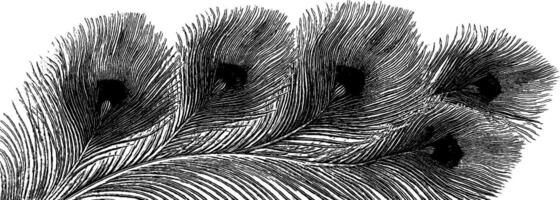 Intricate engraved peacock feathers flowing in elegant design for art projects. vector