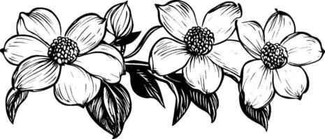 A detailed black and white illustration of three blooming flowers with leaves. The flowers have five petals each and a cluster of small stamens in the center, showcasing intricate line work. vector