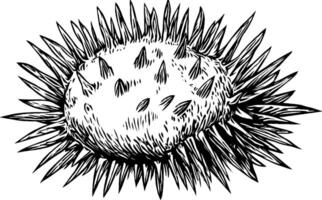 A detailed illustration of a spiky seed or fruit, showcasing its textured surface and sharp protrusions. The design is monochromatic, emphasizing the intricate features of the object. vector