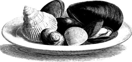 Antique engraving of seashells and clams on a plate. vector