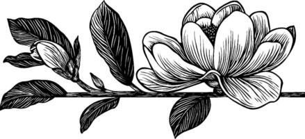 A detailed black and white illustration of a magnolia flower and buds on a branch, showcasing intricate line work and shading. vector