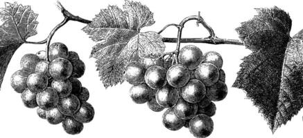 Vintage botanical engraving of grape clusters on vine. vector
