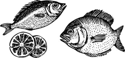 Illustration of two fish, one on its side and one upright, accompanied by sliced lemons. The style is vintage and detailed, showcasing the texture of the fish scales. vector