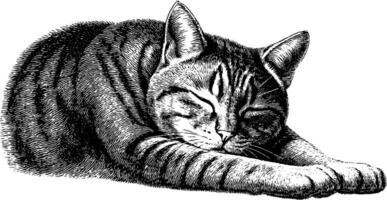 Engraved illustration of a cat stretching lazily for art and print design. vector