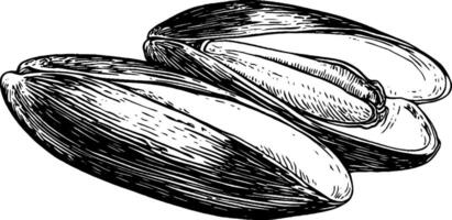 An illustration of three open pistachio nuts, showcasing their textured shells and green kernels inside. The design is detailed and emphasizes the natural shape and features of the nuts. vector