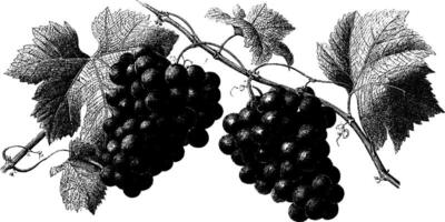 Vintage engraving of grape vines with leaves and clusters in black and white. vector