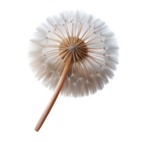 glorious tropical Photorealistic, isolated cutout of a single dandelion seed head, delicate, airy, professional render with Transparent Background studio quality png