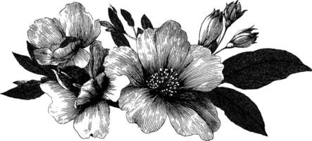 Elegant engraved illustration of a floral bridal bouquet for wedding design. vector